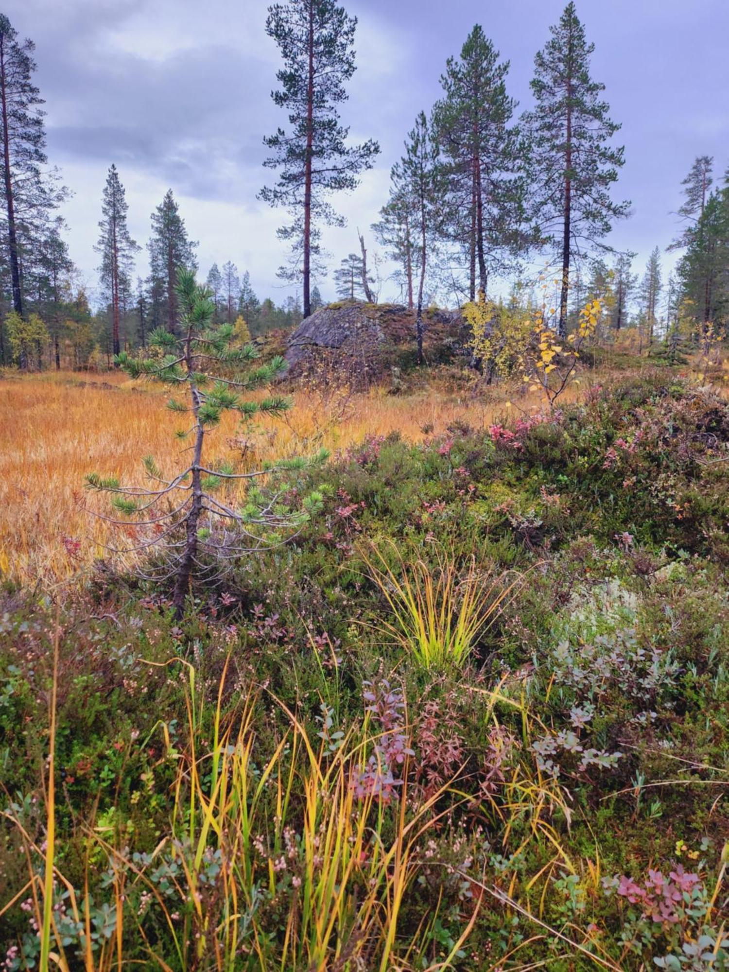 Granheim Villa Namsskogan Екстериор снимка